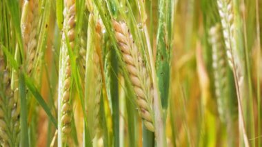 Yaz aylarında bir alanda çavdar sivri