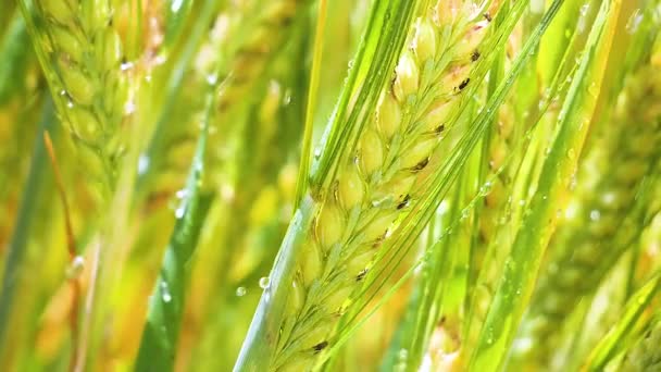 Las Espiguillas Centeno Campo Verano — Vídeos de Stock