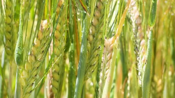 Espiguetas Centeio Campo Verão — Vídeo de Stock