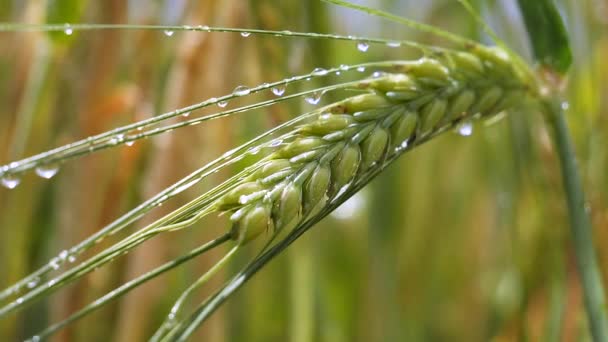 Las Espiguillas Centeno Campo Verano — Vídeos de Stock