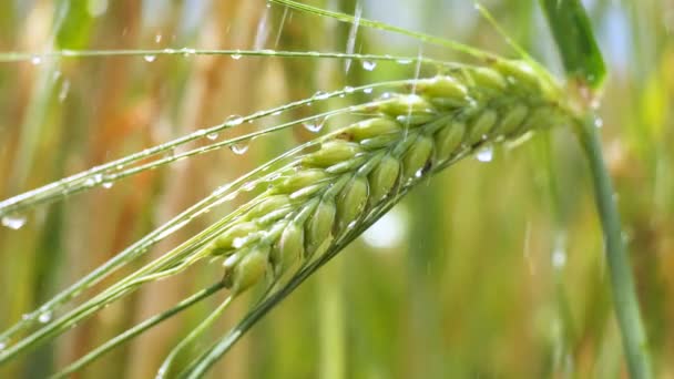 Las Espiguillas Centeno Campo Verano — Vídeos de Stock