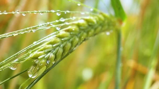 Rye Spikelets Field Summer — Stock Video