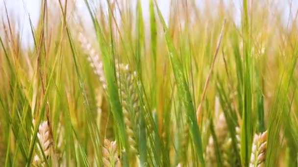 Las Espiguillas Centeno Campo Verano — Vídeos de Stock