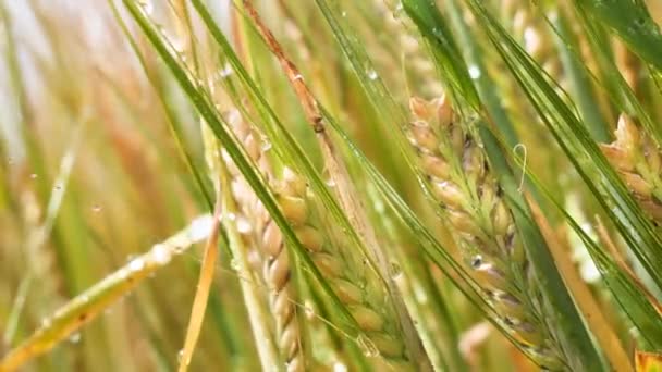 Roggen Stacheln Auf Einem Feld Sommer — Stockvideo