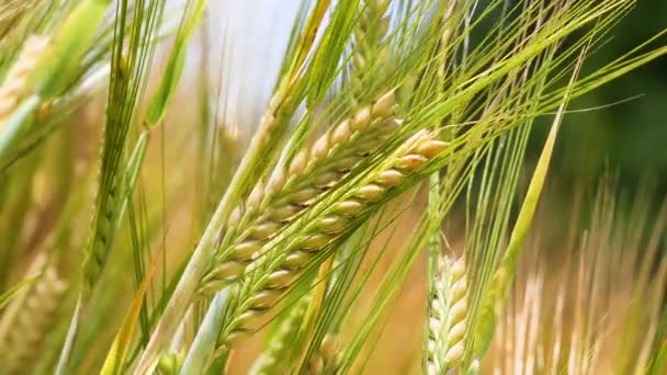 Épillets Seigle Dans Champ Été — Video