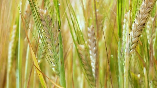 Rogge Spikeletten Een Veld Zomer — Stockvideo