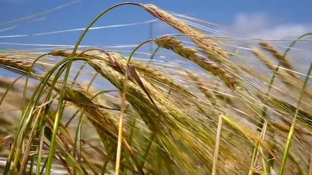 Roggen Stacheln Auf Einem Feld Sommer — Stockvideo