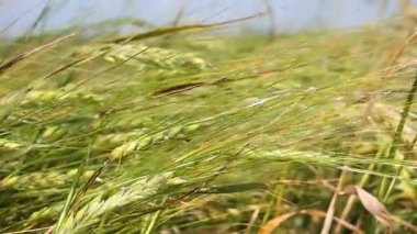 Yaz aylarında bir alanda çavdar sivri