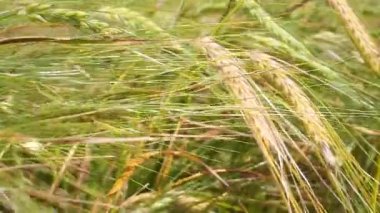 Yaz aylarında bir alanda çavdar sivri