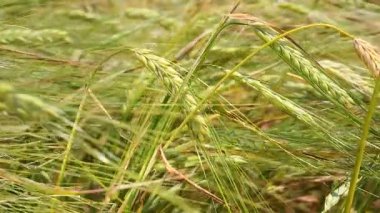 Yaz aylarında bir alanda çavdar sivri