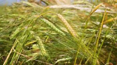 Yaz aylarında bir alanda çavdar sivri