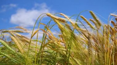 Yaz aylarında bir alanda çavdar sivri