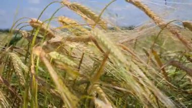 Yaz aylarında bir alanda çavdar sivri