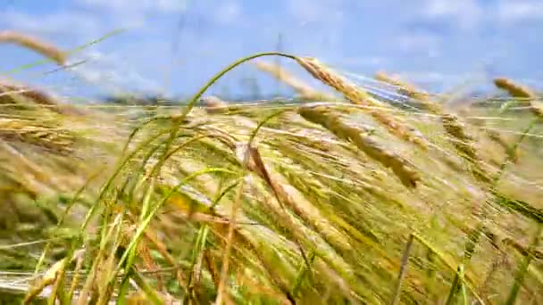 Las Espiguillas Centeno Campo Verano — Vídeo de stock