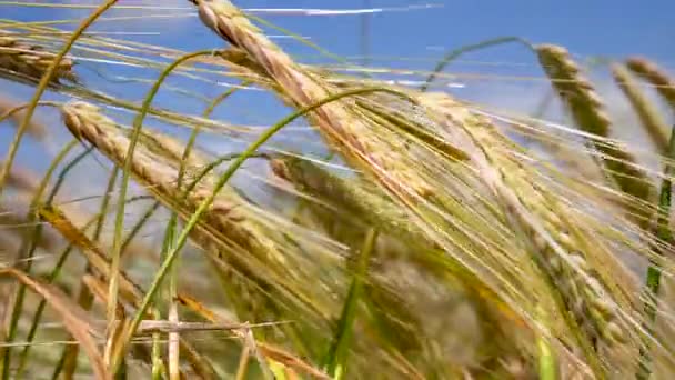 Espiguetas Centeio Campo Verão — Vídeo de Stock