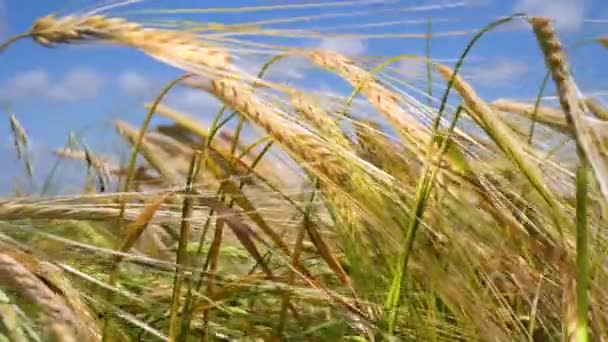 Las Espiguillas Centeno Campo Verano — Vídeo de stock