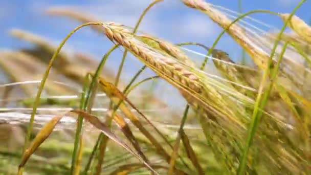 Rogge Spikeletten Een Veld Zomer — Stockvideo