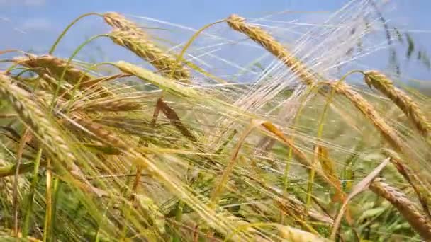 Las Espiguillas Centeno Campo Verano — Vídeos de Stock