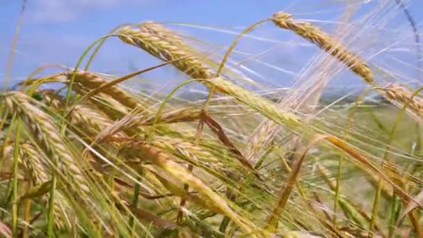 Las Espiguillas Centeno Campo Verano — Vídeos de Stock