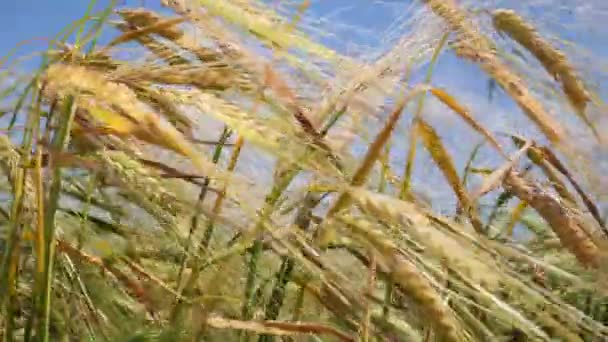 Rogge Spikeletten Een Veld Zomer — Stockvideo