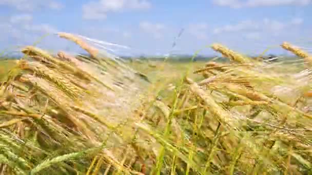 Rye Spikelets Field Summer — Stock Video