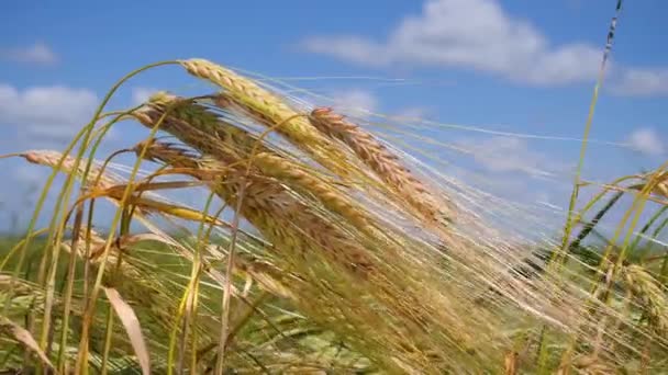 Roggen Stacheln Auf Einem Feld Sommer — Stockvideo