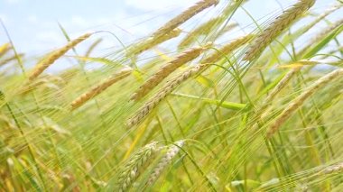 Yaz aylarında bir alanda çavdar sivri