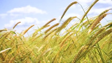 Yaz aylarında bir alanda çavdar sivri