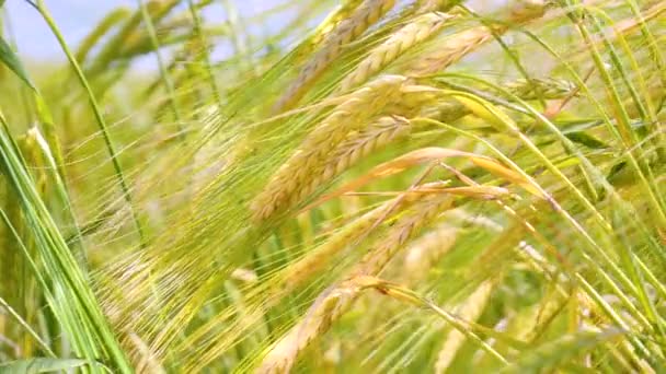 Rogge Spikeletten Een Veld Zomer — Stockvideo