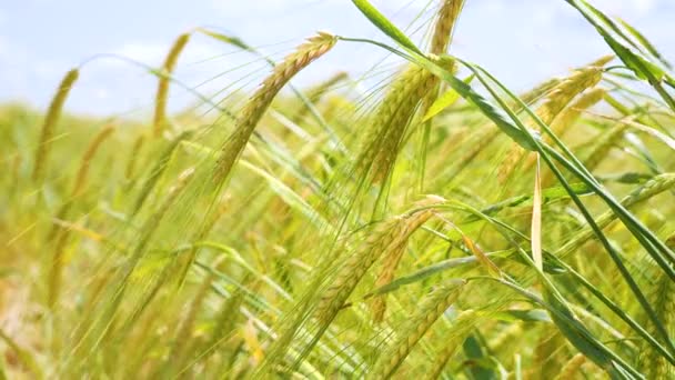 Rogge Spikeletten Een Veld Zomer — Stockvideo