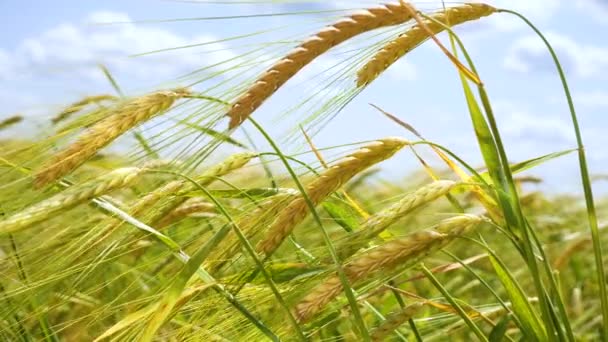 Las Espiguillas Centeno Campo Verano — Vídeos de Stock