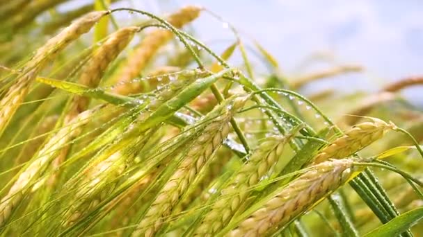 Rogge Spikeletten Een Veld Zomer — Stockvideo