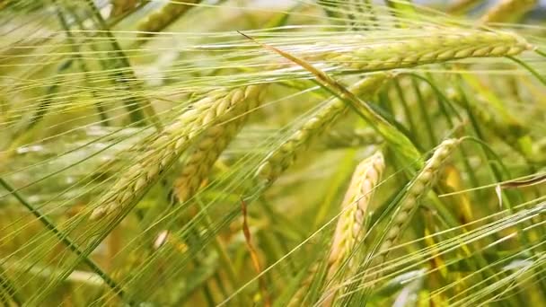 Rye Spikelets Field Summer — Stock Video