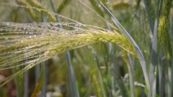 Rogge Spikeletten Een Veld Zomer — Stockvideo