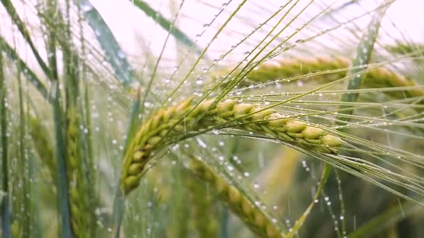 Rozs Spikelets Egy Területen Nyáron — Stock videók