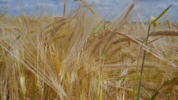 Las Espiguillas Centeno Campo Verano — Vídeos de Stock