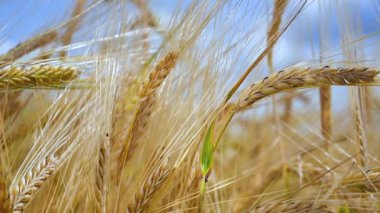 Yaz aylarında bir alanda çavdar sivri