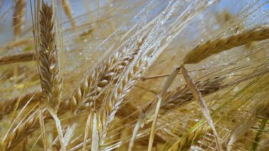 Yaz aylarında bir alanda çavdar sivri