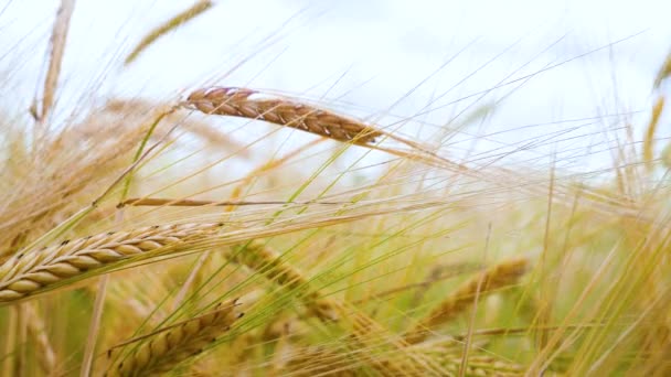 Rozs Spikelets Egy Területen Nyáron — Stock videók