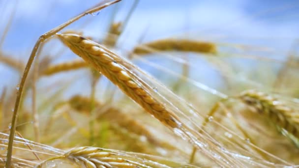 Roggen Stacheln Auf Einem Feld Sommer — Stockvideo