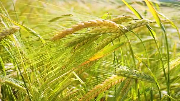 Roggen Stacheln Auf Einem Feld Sommer — Stockvideo