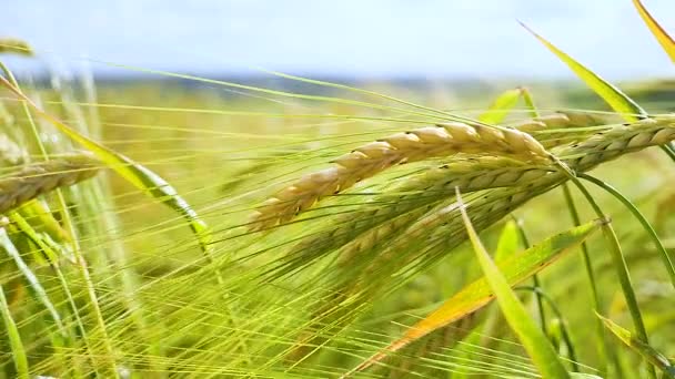 Rogge Spikeletten Een Veld Zomer — Stockvideo