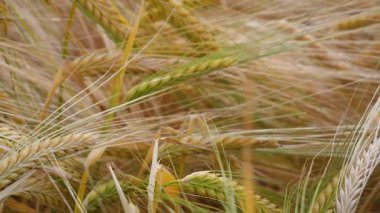 Yaz aylarında bir alanda çavdar sivri