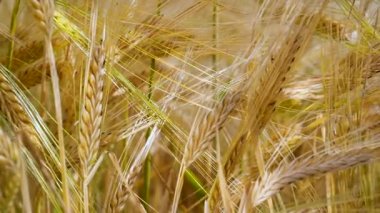 Yaz aylarında bir alanda çavdar sivri