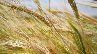 Yaz aylarında bir alanda çavdar sivri