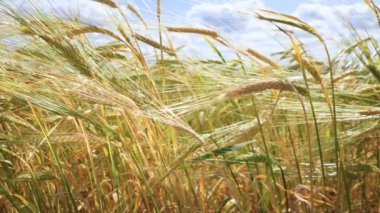 Yaz aylarında bir alanda çavdar sivri