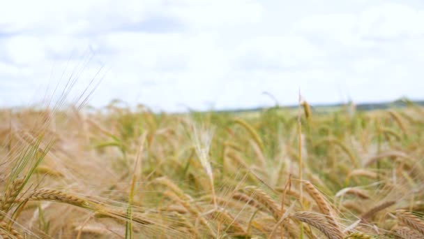 Rozs Spikelets Egy Területen Nyáron — Stock videók