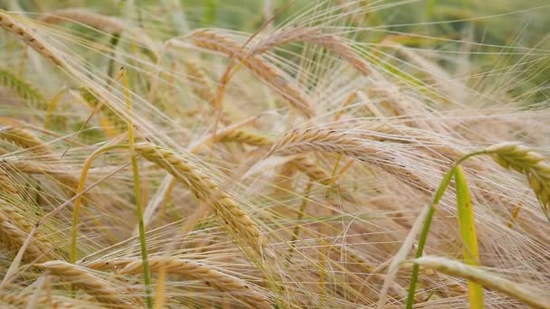 Rogge Spikeletten Een Veld Zomer — Stockvideo