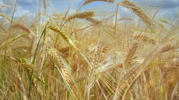 Rogge Spikeletten Een Veld Zomer — Stockvideo