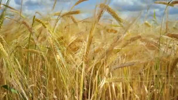 Las Espiguillas Centeno Campo Verano — Vídeos de Stock